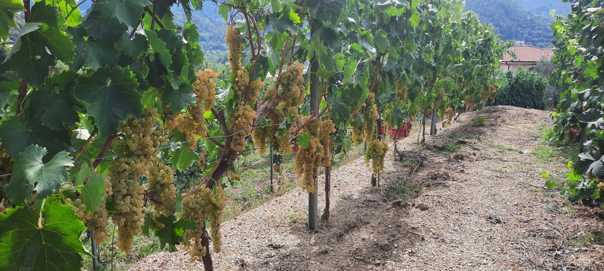 Agriturismo La Collina Verde ليفانتو المظهر الخارجي الصورة